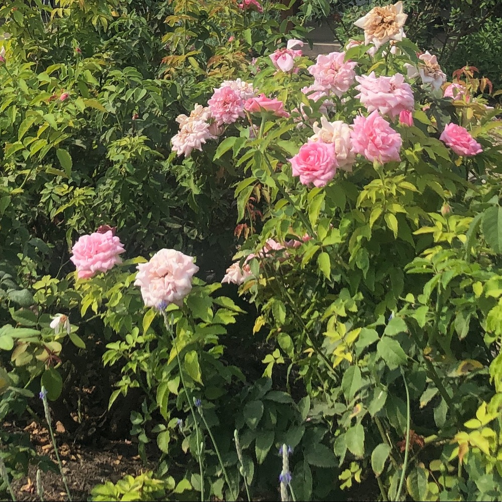 Meet your Posher, Lauren